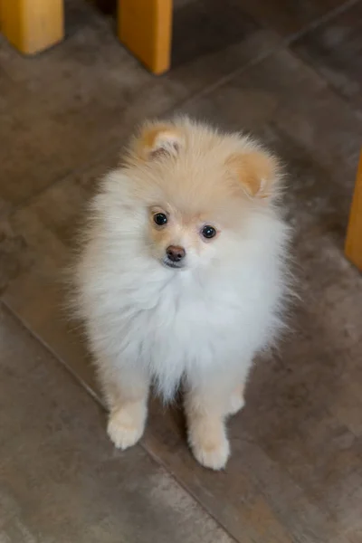 Zblízka Portrét Červeného Pomeranian Spitz Puppy — Stock fotografie