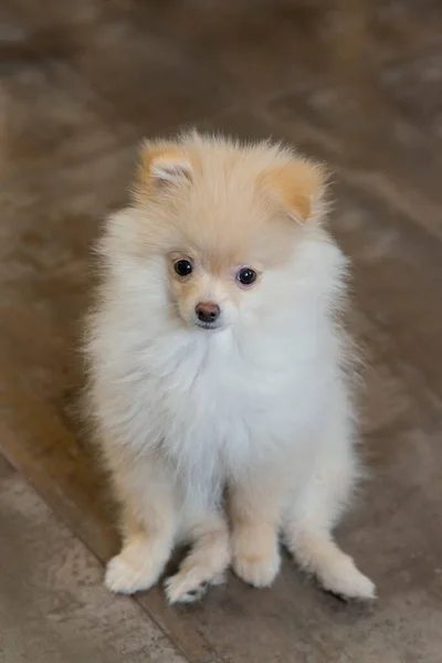 Primer Plano Retrato Rojo Pomeranian Spitz Cachorro — Foto de Stock