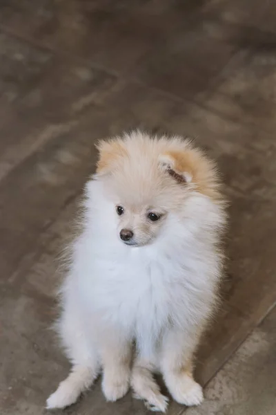 Little Pomeranian Puppy Close Portrait Red Pomeranian Spitz Puppy — Stock Photo, Image