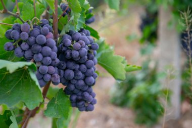 mavi üzüm hasadı. Tarlalar şarap için olgunlaşmış üzümler.