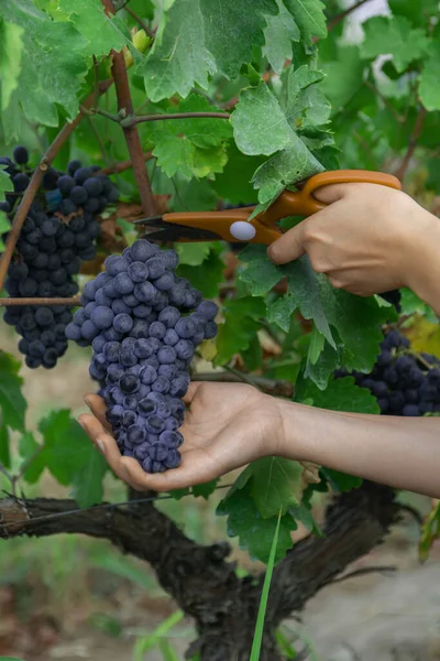 Zbliżenie Człowiek Zbieranie Czerwonych Winogron Winorośli Winnicy Żniwa Niebieskich Winogron — Zdjęcie stockowe