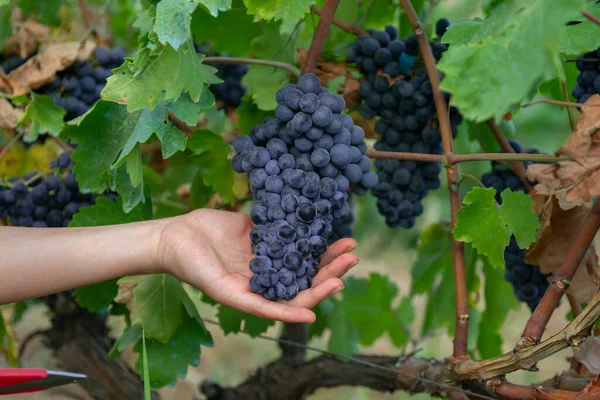 Zbliżenie Człowiek Zbieranie Czerwonych Winogron Winorośli Winnicy Żniwa Niebieskich Winogron — Zdjęcie stockowe