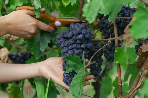 Close Homme Cueillette Raisins Vin Rouge Sur Vigne Dans Vignoble — Photo