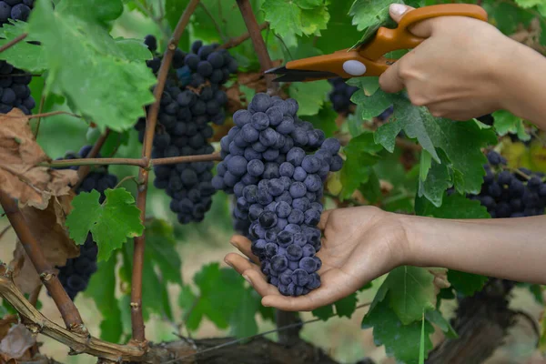 Üzüm Bağında Kırmızı Şarap Üzümleri Toplayan Yakın Plan Bir Adam — Stok fotoğraf