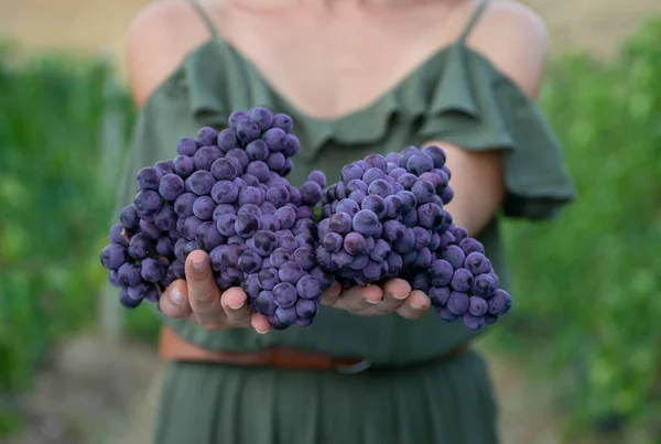 ブドウの収穫 収穫したばかりの黒ブドウを持つ女性の手 — ストック写真