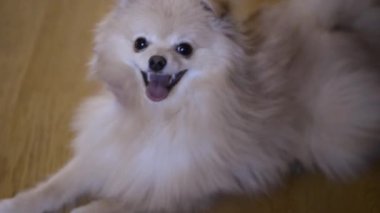 Woman scratching her dog's neck. Playing with a puppy