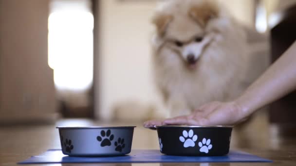 Woman Feeds Her Little Dog Dog Food — Stok Video