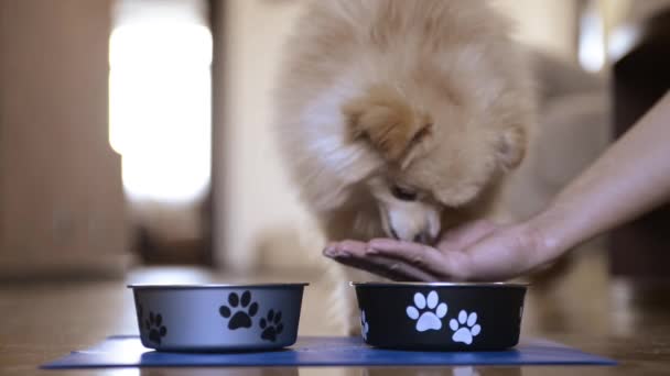 Woman Feeds Her Little Dog Dog Food — Stok Video