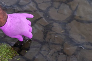 Analiz için nehirden örnek su. Bir test tüpü tutan eldiven. Ekoloji konsepti.