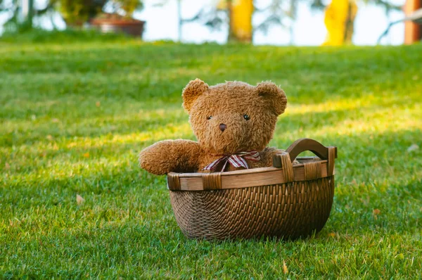 Niedźwiedź Lalka Koszyku Zielonych Trawach Miś — Zdjęcie stockowe