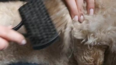 Girl brushes her little poodle dog hair