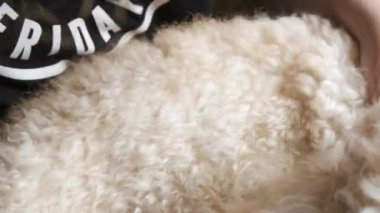 Girl brushes her little poodle dog hair