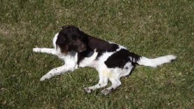 Black and white setter lies on the lawn and plays, rides