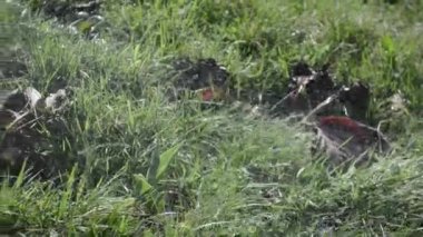 male gardener watering the herbs of his garden.