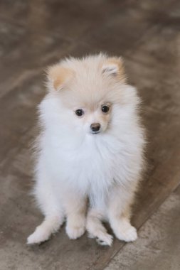 Kırmızı Pomeranya Tükürük Yavrusu 'nun portresi