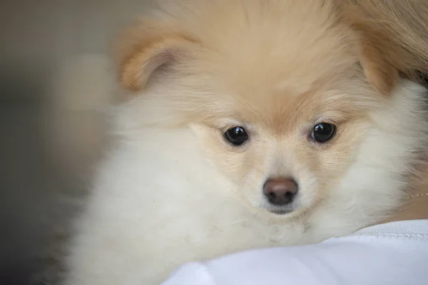 Close Retrato Cachorro Vermelho Pomeranian Spitz — Fotografia de Stock