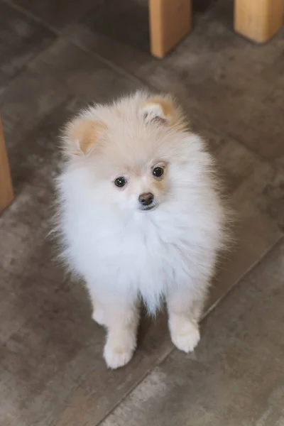 Close Portrait Red Pomeranian Spitz Puppy — Stock Photo, Image