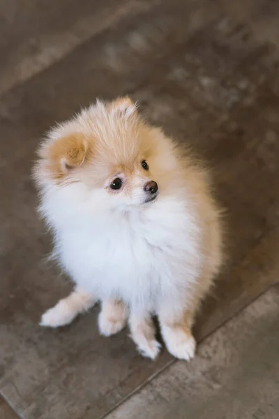 Zblízka Portrét Červeného Pomeranian Spitz Puppy — Stock fotografie