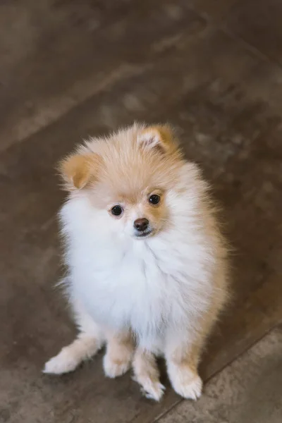 Close Portrait Red Pomeranian Spitz Puppy — Stock Photo, Image