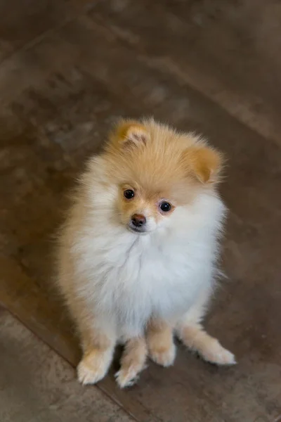 Kleine Pommerse Puppy Close Portret Van Rode Pomeranian Spitz Puppy — Stockfoto