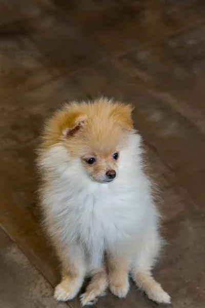 Close Portrait Red Pomeranian Spitz Puppy — Stock Photo, Image