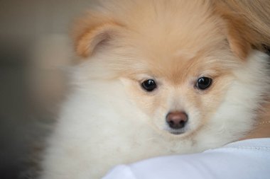 Güzel Pomeranya köpeğinin yakın plan çekimi.