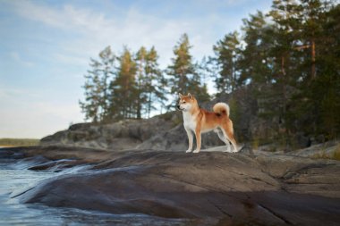 Kızıl Shiba Inu, ormanın sularındaki kayalıklarda duruyor.