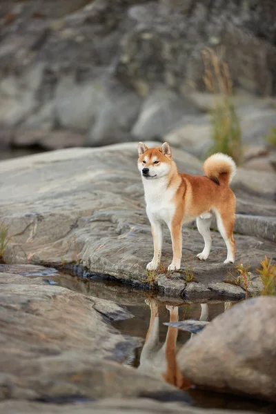 Red Shiba Inu Stands Stone Cliff — Stock Photo, Image