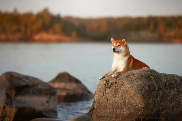 Shiba Inu Vermelho Jaz Penhasco Pedra Floresta — Fotografia de Stock