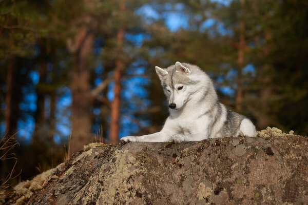 The grey husky lies on a stone cliff in the forest