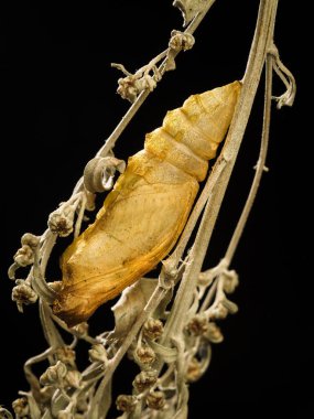 Kırlangıç Kelebeği. Bir böcek pupasının makro fotoğrafı..