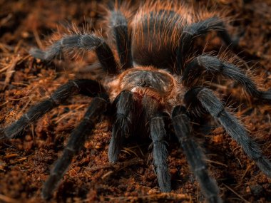 Örümcek tarantula böceği yakınlaş.