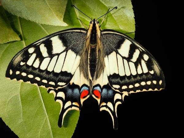 Kırlangıç Kelebeği. Bir böceğin yakın plan fotoğrafı.