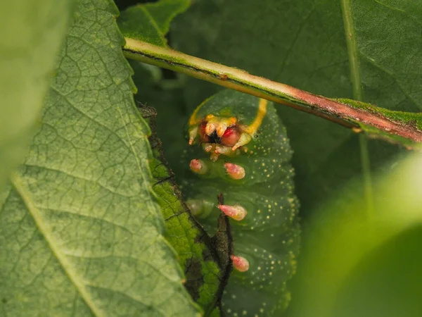 Macro Photo Hawk Moth Caterpillar Eating Poplar Leaves Close — Stock Photo, Image