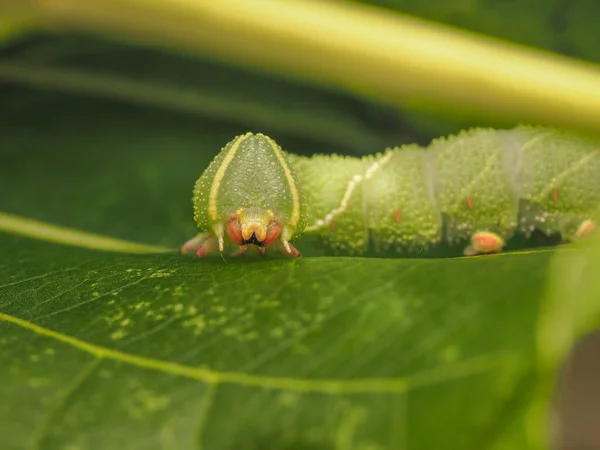 Macro Foto Uma Lagarta Traça Falcão Comendo Folhas Álamo Close — Fotografia de Stock