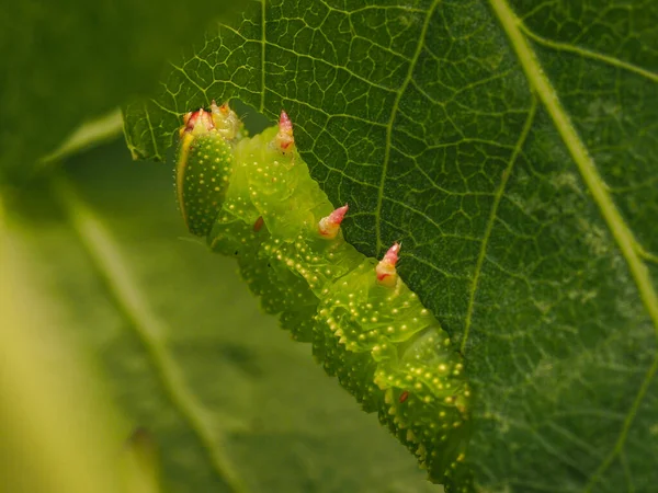 Macro Photo Hawk Moth Caterpillar Eating Poplar Leaves Close — Stock Photo, Image