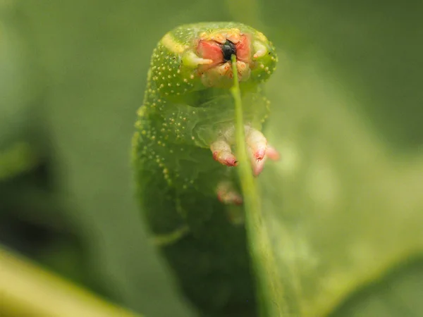 Macro Photo Hawk Moth Caterpillar Eating Poplar Leaves Close — Stock Photo, Image