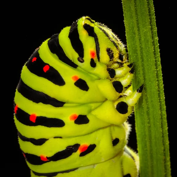 Foto Macro Uma Lagarta Inseto Rabo Andorinha Close — Fotografia de Stock