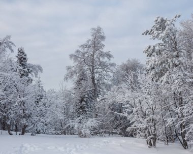 Kar yağdıktan sonra çok güzel bir kış ormanı. Noel zamanı..