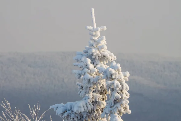 Tekstura Śnieżny Zimowy Las Śnieg Fir Tree Zbliżeniu Ostrości Nadszedł — Zdjęcie stockowe