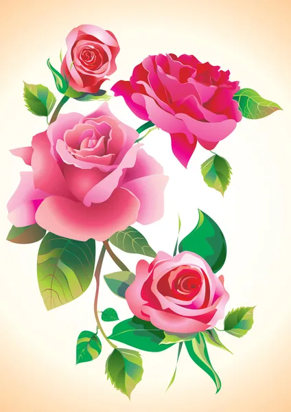 Mawar bunga Stok Foto