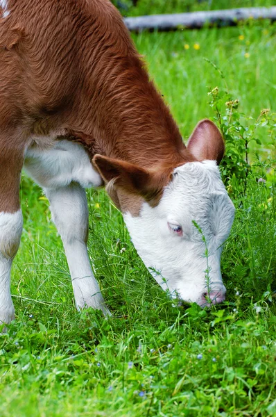 Grazing calf — Stock Photo, Image