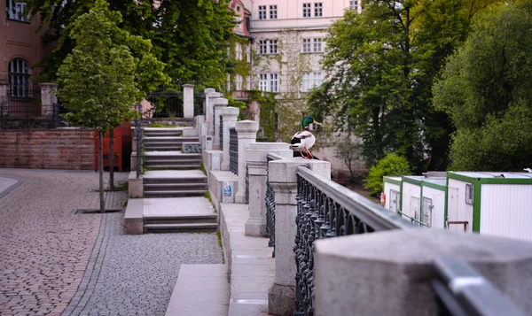 Stockente am Ufer — Stockfoto