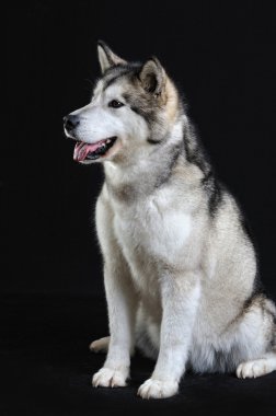 stüdyoda izole malamute