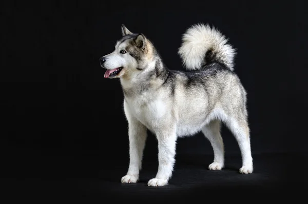 Malamute aislado en estudio — Foto de Stock