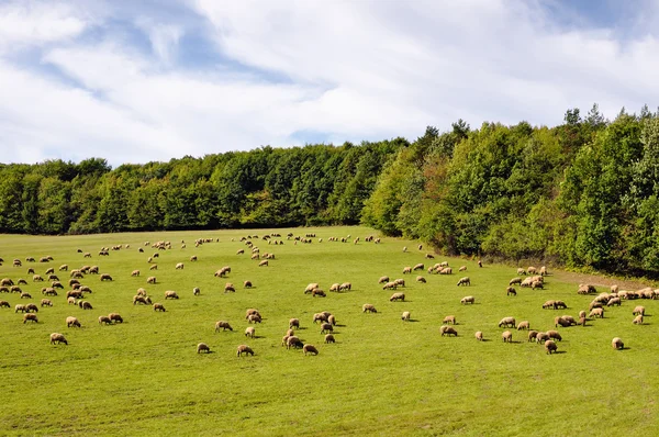 Rebaño de ovejas pastando en un prado —  Fotos de Stock