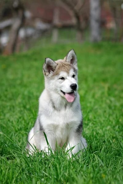 マラミュートの子犬 — ストック写真