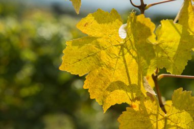 Meyve bahçesinde üzüm yaprağı