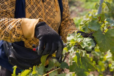 Meyve bahçesinde üzüm yaprağı