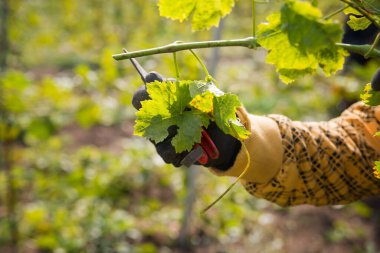 Meyve bahçesinde üzüm yaprağı